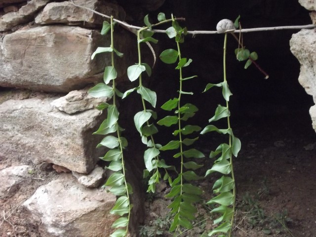 B238 partRitual Pequeo