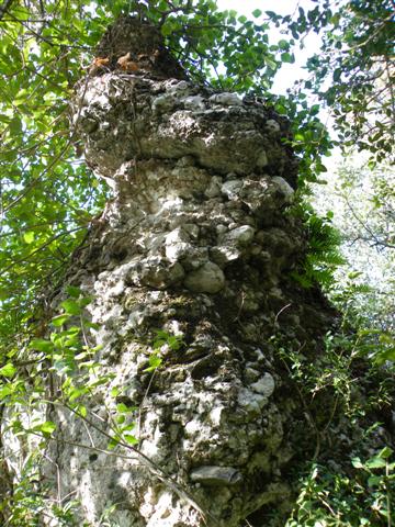 agulleta del tur de coll prunera small